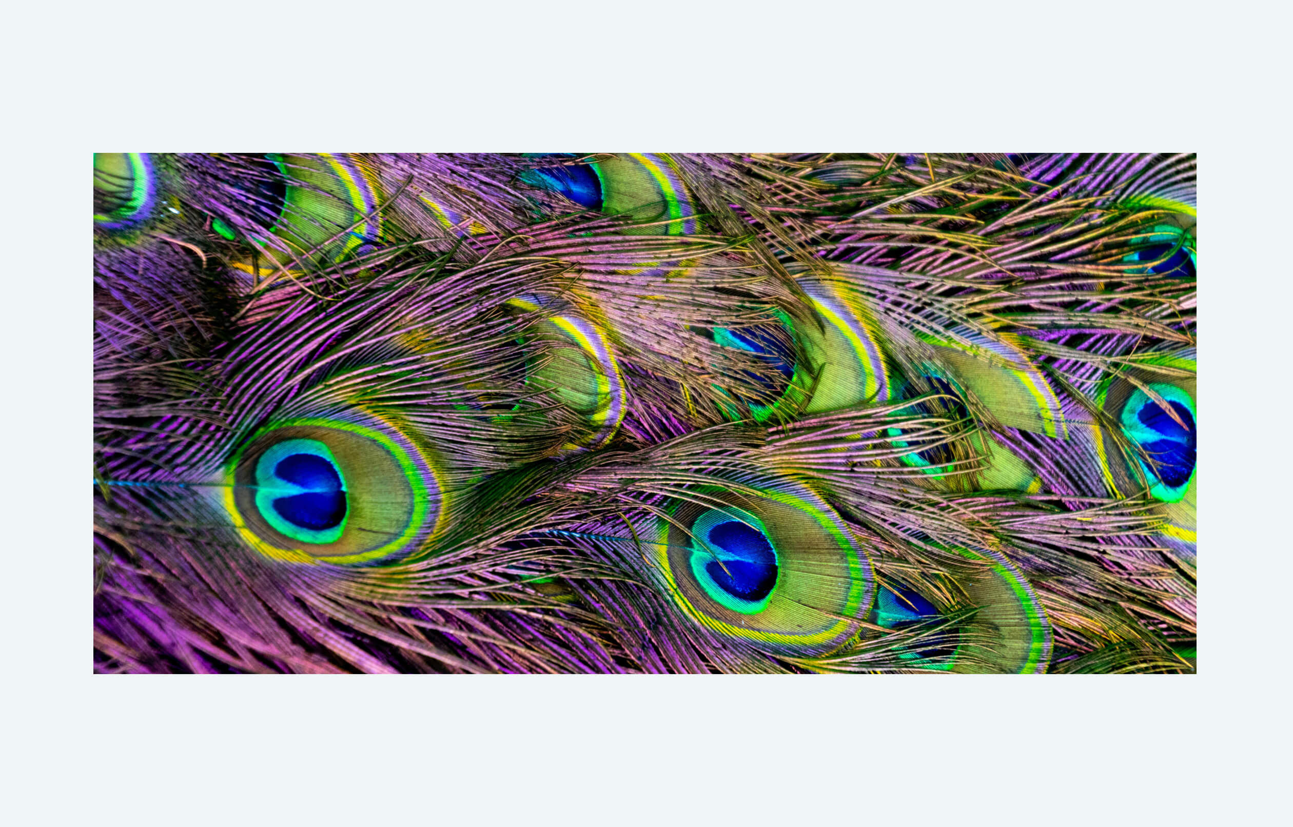 peacock teail